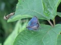 [110723][箱根湿生花園]