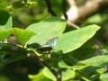 [110723][箱根湿生花園]