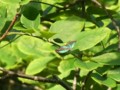 [110723][箱根湿生花園]