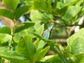 [110723][箱根湿生花園]