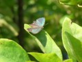 [110723][箱根湿生花園]