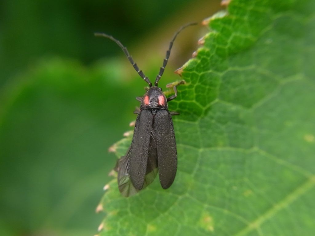 f:id:ita:20110724083434j:image:w640