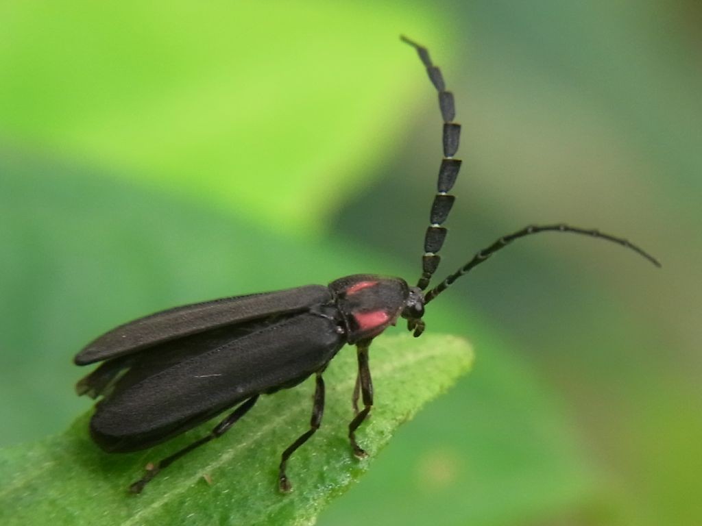 f:id:ita:20110802090711j:image:w512