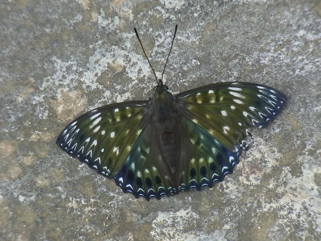 f:id:ita:20110802100153j:image:w512