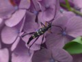 [110802][高尾山]コウヤハナカミキリ
