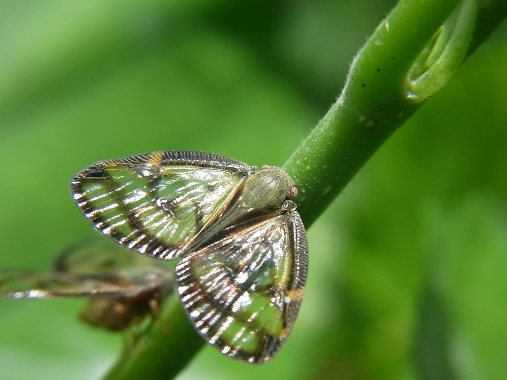 f:id:ita:20110806113018j:image:w512