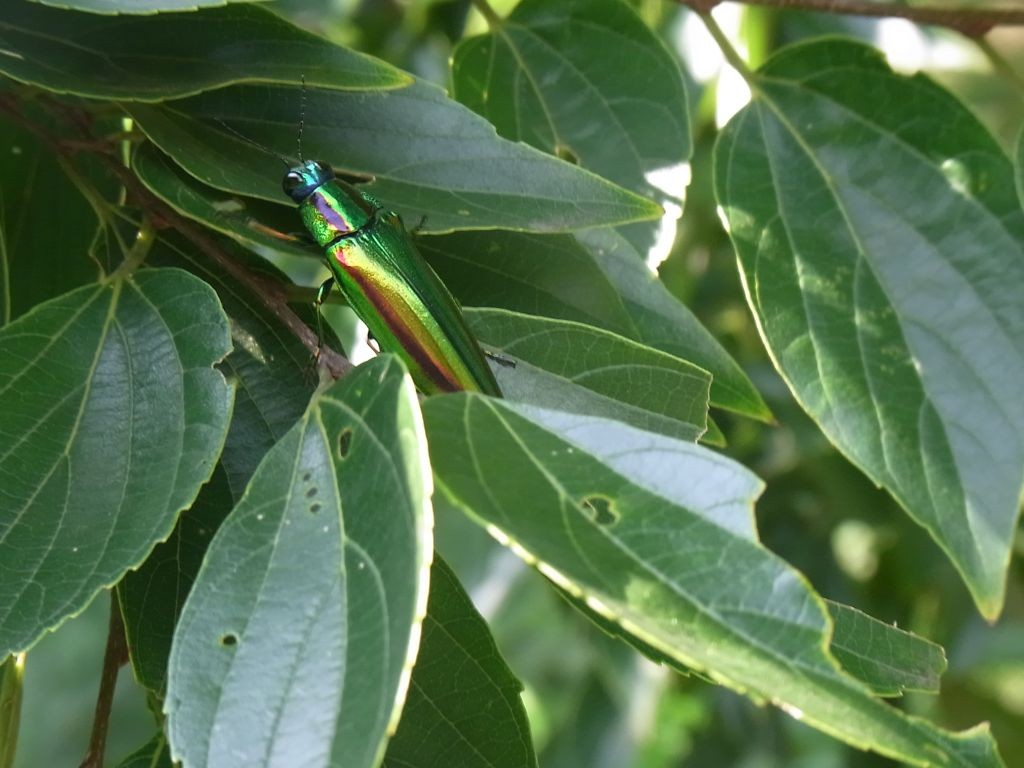 [110806][加曾利貝塚公園]