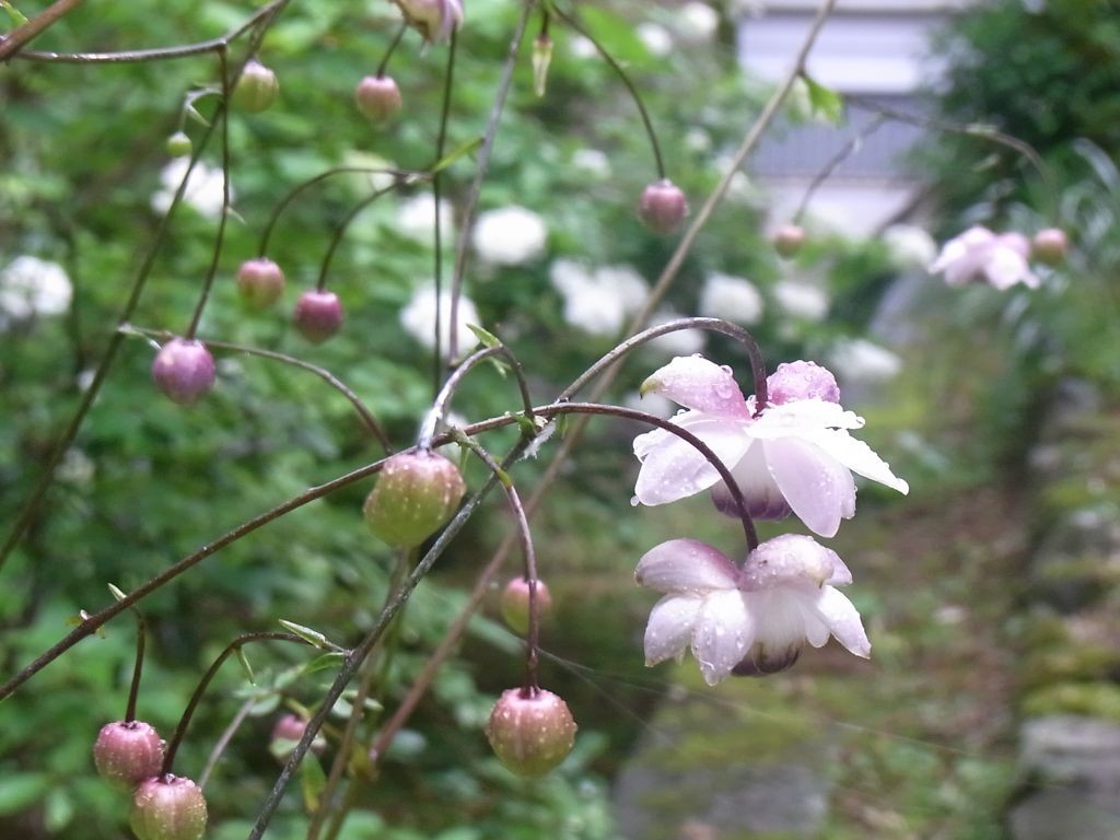 f:id:ita:20110811161855j:image:w512