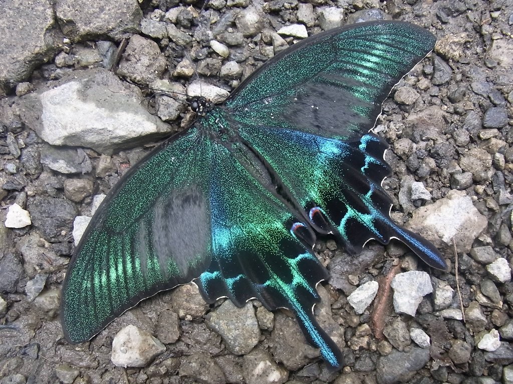 f:id:ita:20110813121816j:image:w512