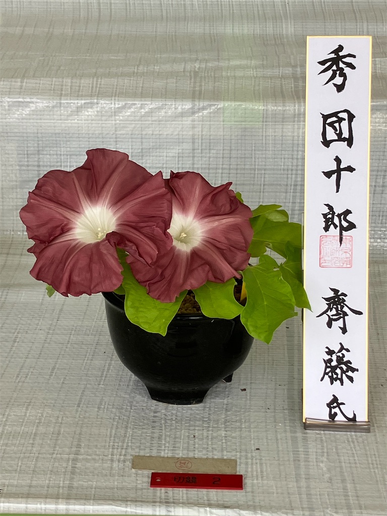 f:id:itabashikaigosyasien:20260807114158j:image