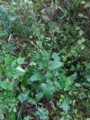 f:id:itablog:20150829145937j:image:medium
