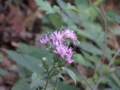 f:id:itablog:20151004102313j:image:medium