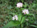 f:id:itablog:20151004115131j:image:medium