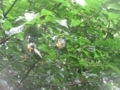 f:id:itablog:20180609105323j:image:medium
