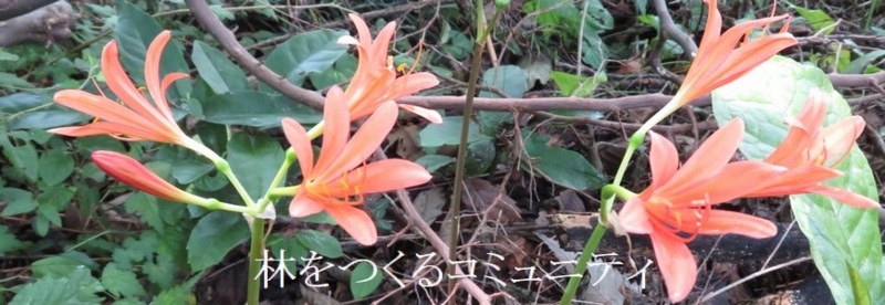 f:id:itablog:20180814120312j:image:w360
