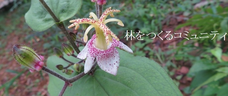 f:id:itablog:20180901132519j:image:w360
