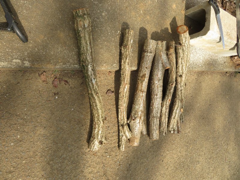 f:id:itablog:20190226202237j:plain