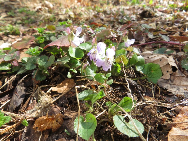 f:id:itablog:20190312095556j:plain