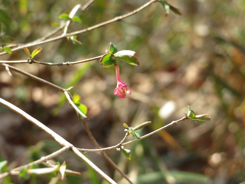 f:id:itablog:20190312134922j:plain