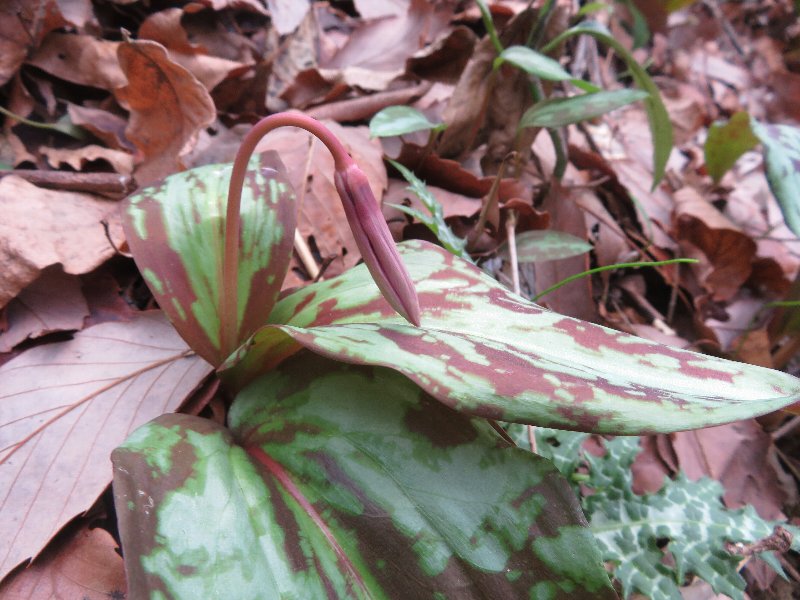 f:id:itablog:20190312135706j:plain