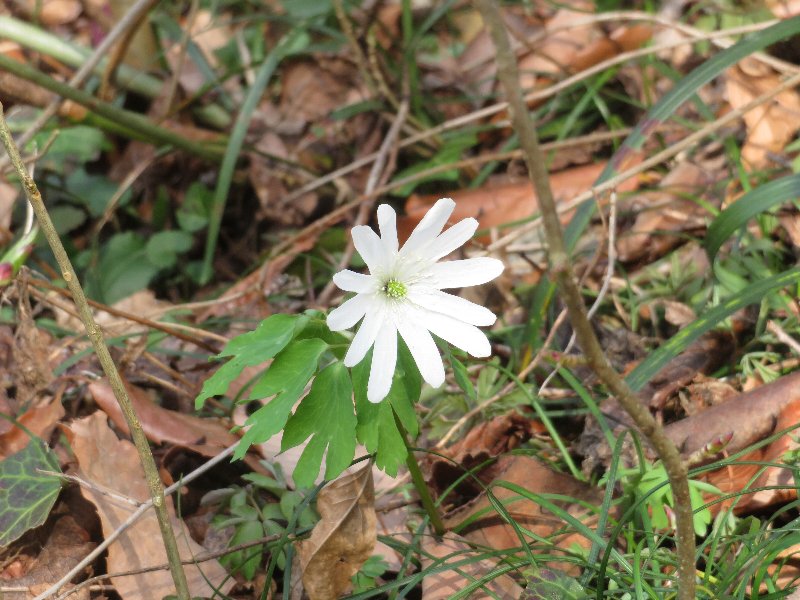 f:id:itablog:20190312140011j:plain