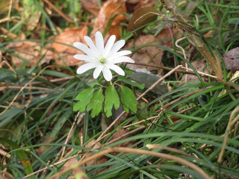 f:id:itablog:20190312140046j:plain