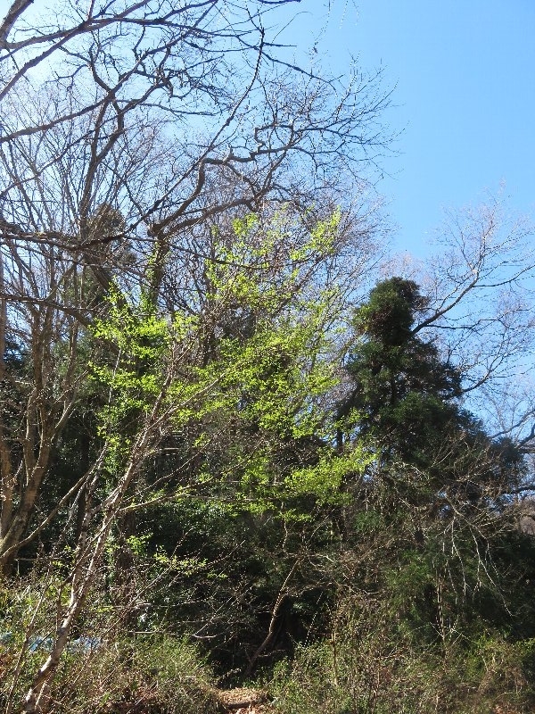 f:id:itablog:20190324100027j:plain