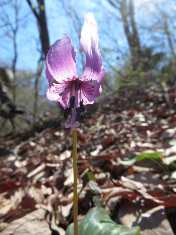 f:id:itablog:20190324113245j:plain