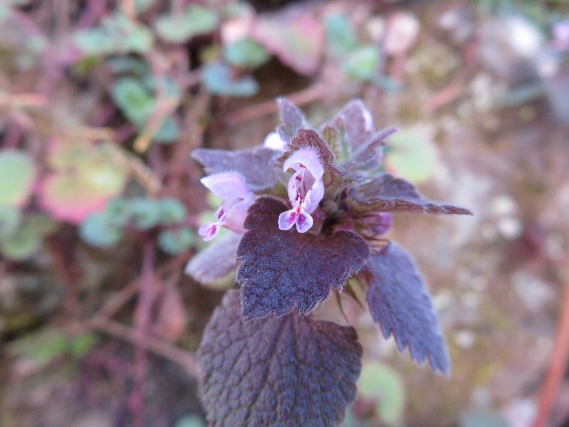 f:id:itablog:20190324123600j:plain