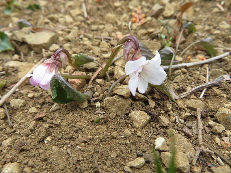 f:id:itablog:20190326093940j:plain