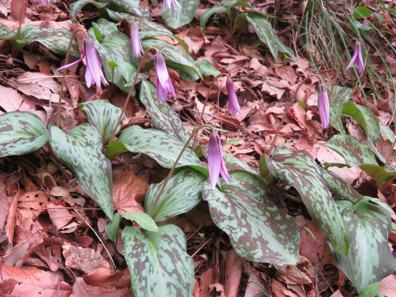 f:id:itablog:20190326094553j:plain