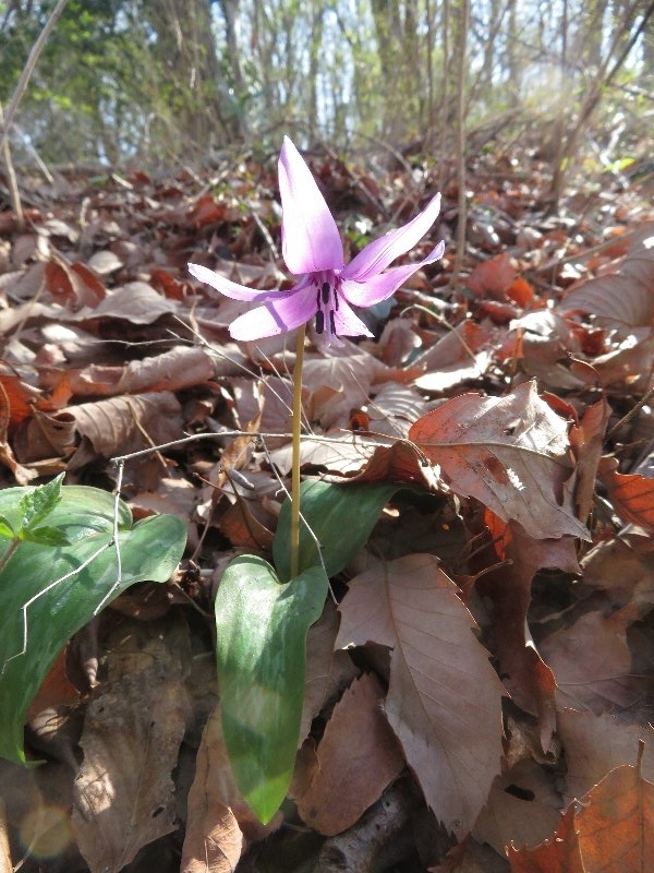 f:id:itablog:20190326140907j:plain