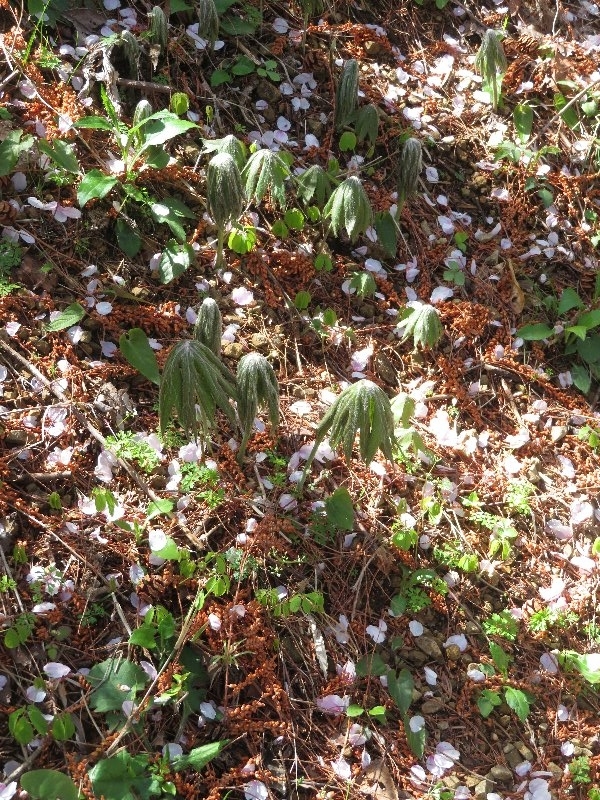 f:id:itablog:20190409095811j:plain