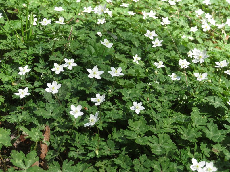 f:id:itablog:20190409131513j:plain