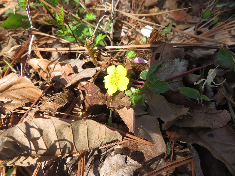 f:id:itablog:20190413105302j:plain