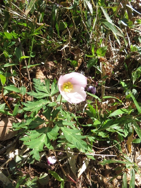 f:id:itablog:20190413105432j:plain