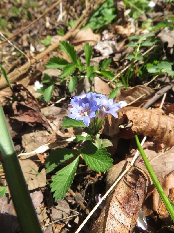 f:id:itablog:20190413105654j:plain