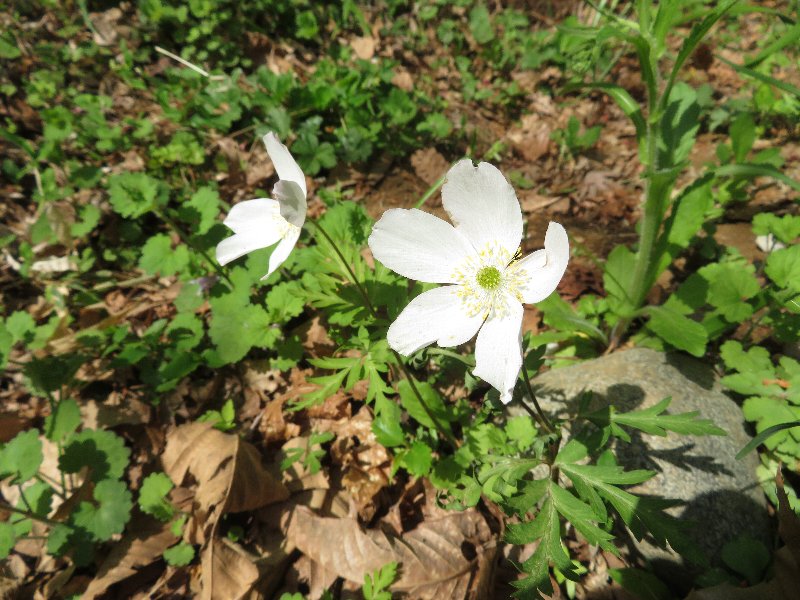 f:id:itablog:20190423095650j:plain