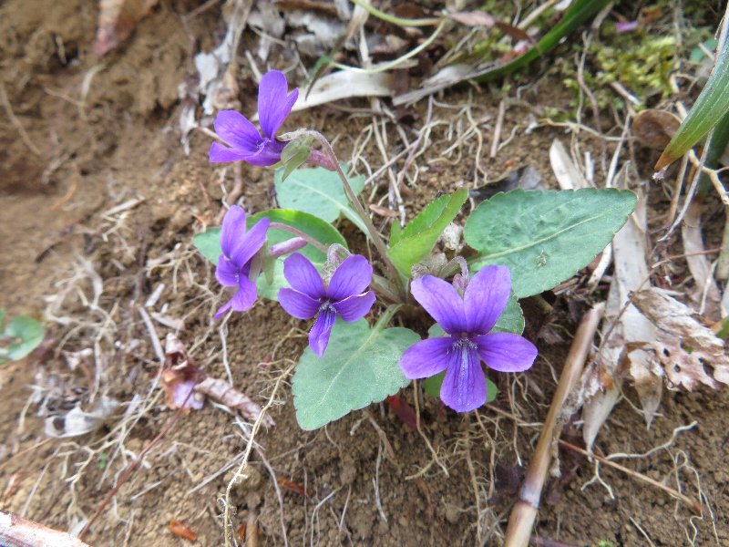 f:id:itablog:20190423103508j:plain
