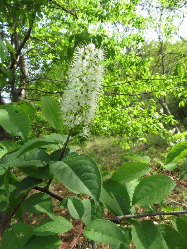 f:id:itablog:20190423141312j:plain