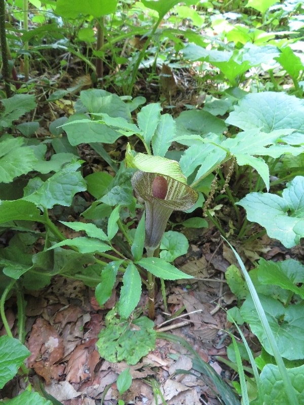 f:id:itablog:20190511100035j:plain f:id:itablog:20190511100035j:plain
