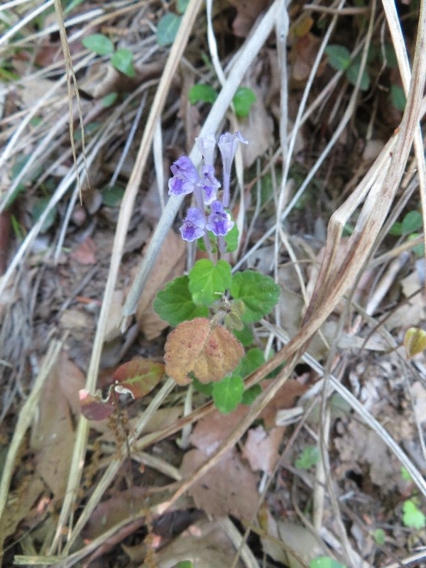 f:id:itablog:20190511111059j:plain f:id:itablog:20190511111059j:plain