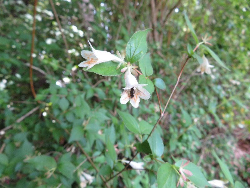 f:id:itablog:20190511114810j:plain f:id:itablog:20190511114810j:plain