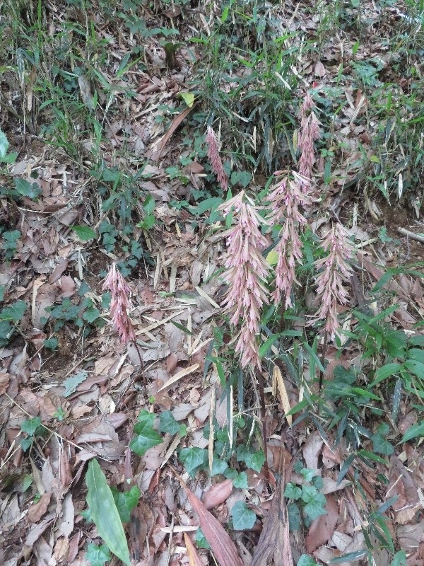 f:id:itablog:20190528102921j:plain