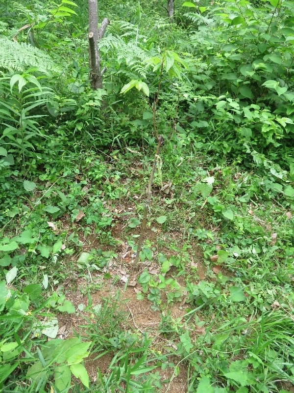 f:id:itablog:20190528103707j:plain