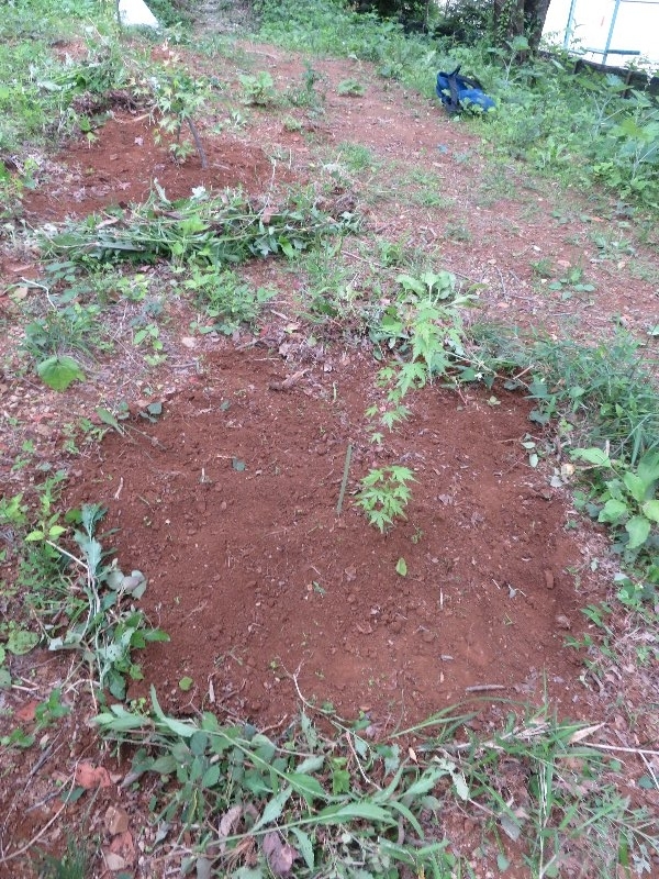 f:id:itablog:20190528110915j:plain