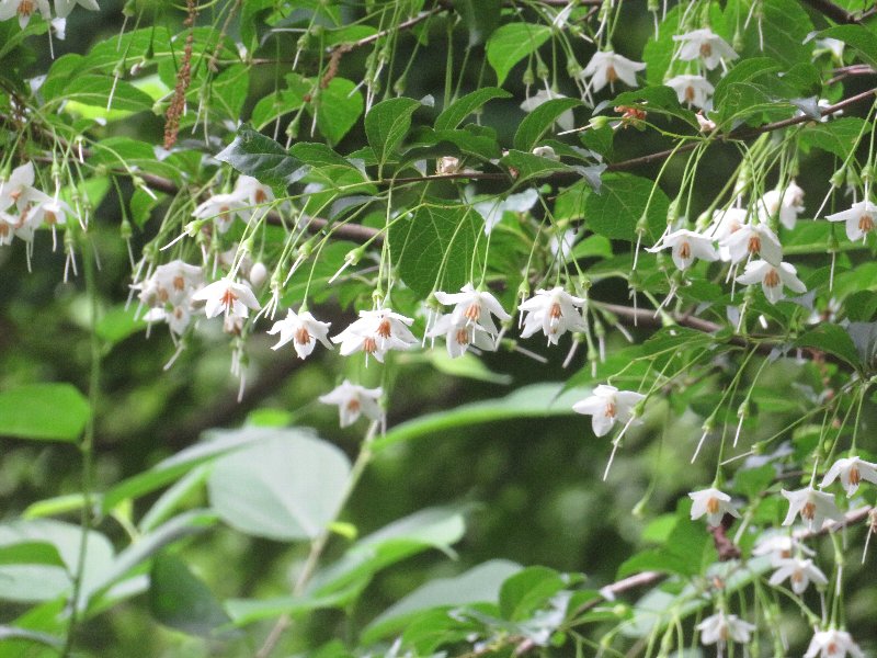 f:id:itablog:20190528115229j:plain