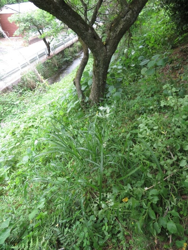 f:id:itablog:20190528121502j:plain