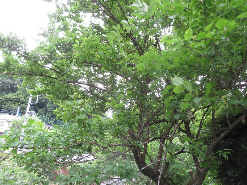 f:id:itablog:20190528130118j:plain