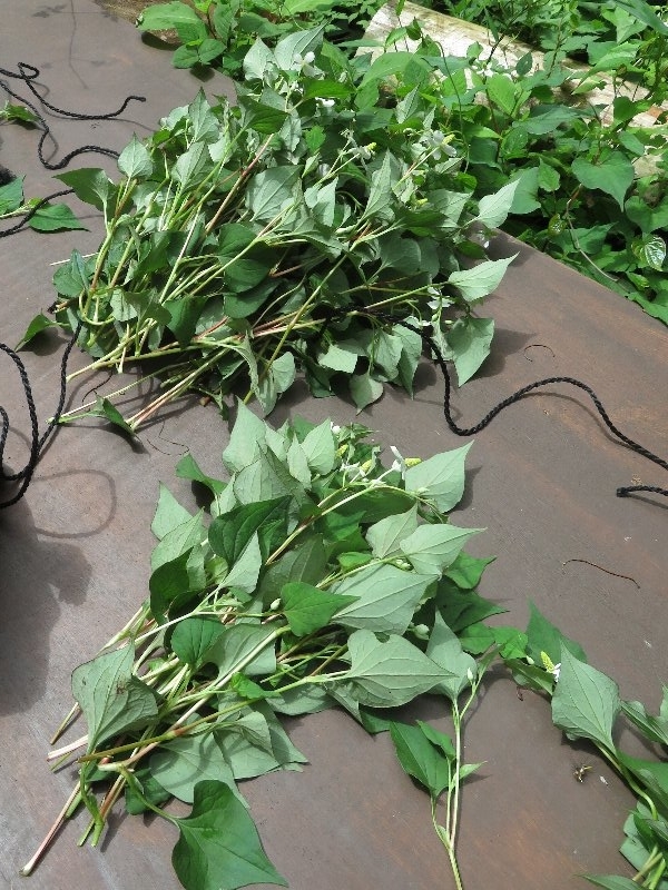 f:id:itablog:20190611103726j:plain